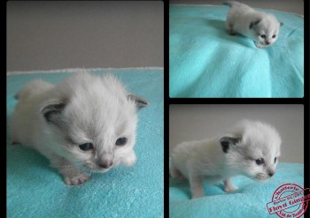 chaton femelle seal point-mitted - Chatterie Ragdolls du Val de Beauvoir